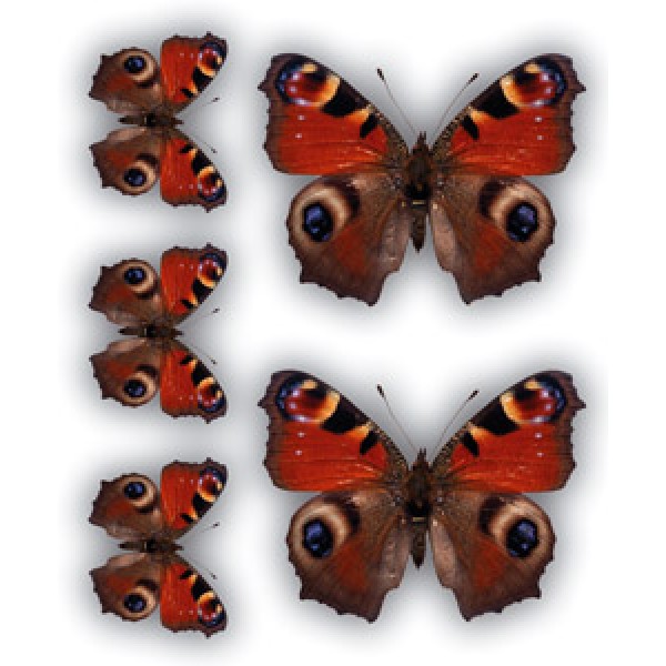 Бабочки Павлиний глаз(разм. 24х27)