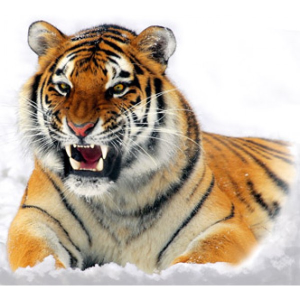 Тигр (разм. 50х55)